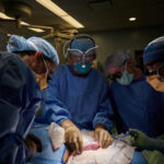 Chirurgen bekijken de varkensnier die zal dienen als donororgaan.