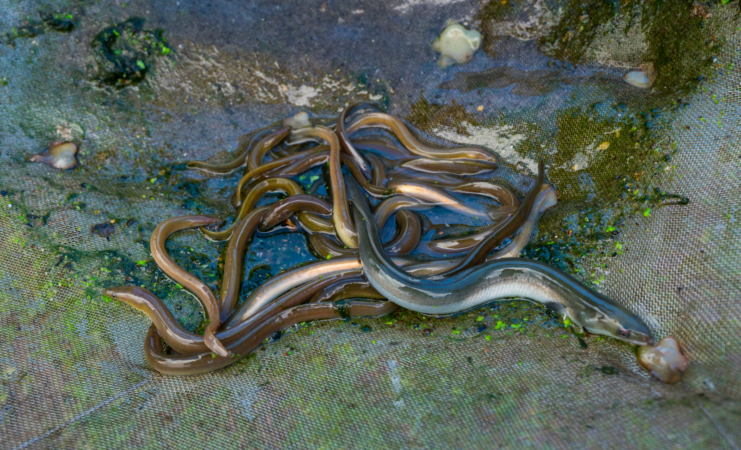 Paling in the Saja river Spain