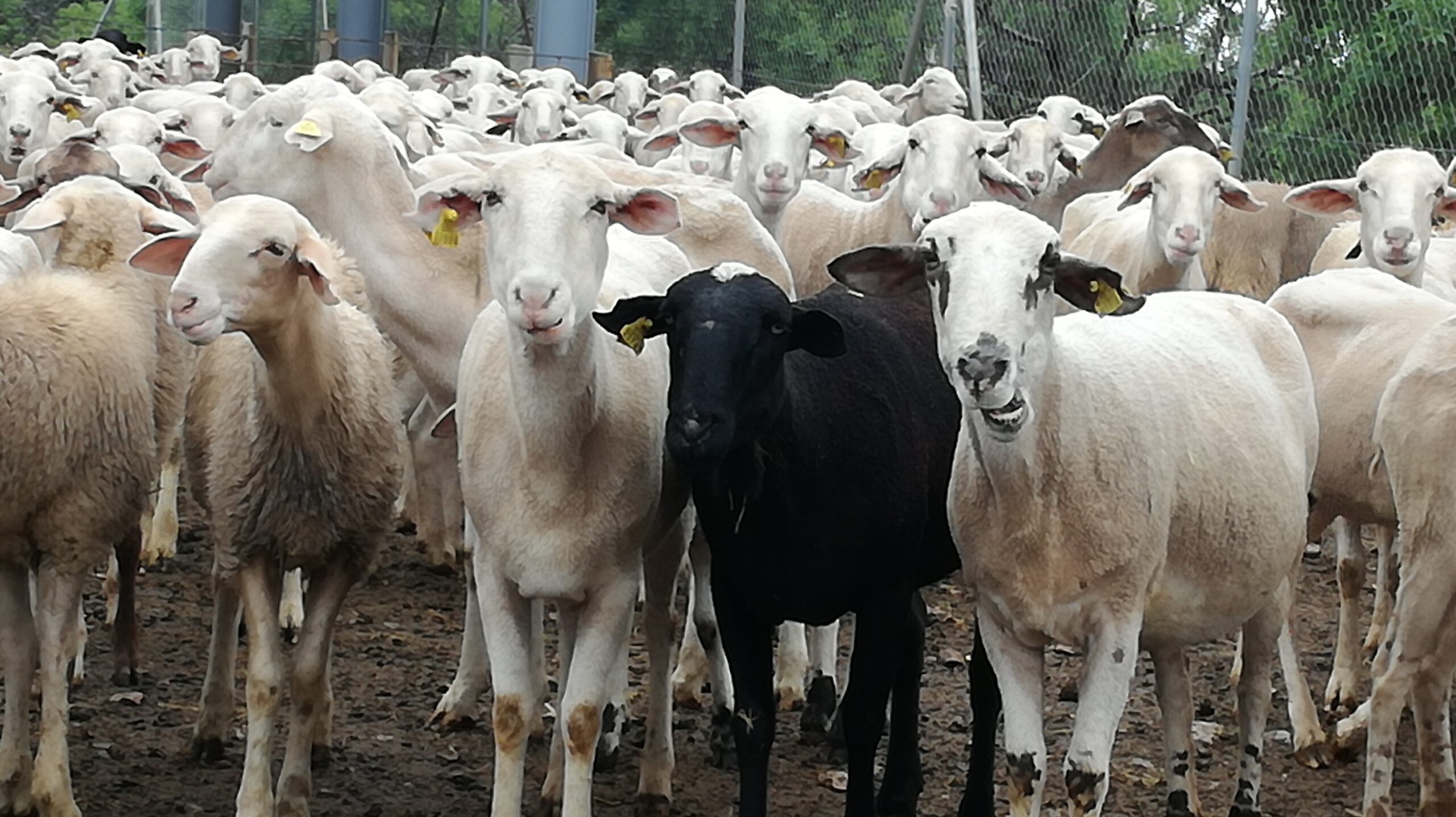 Sheep farming in northern Spain is in a critical phase