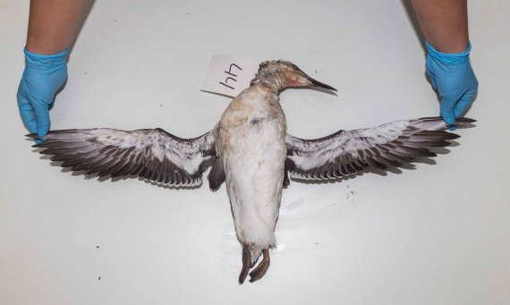 Guillemot deaths due to ‘deprived youth’