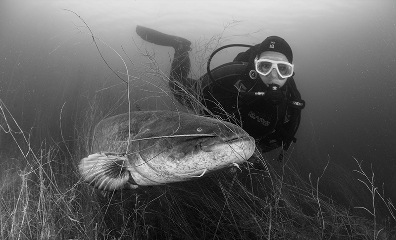 Size matters: more big catfish on the hook