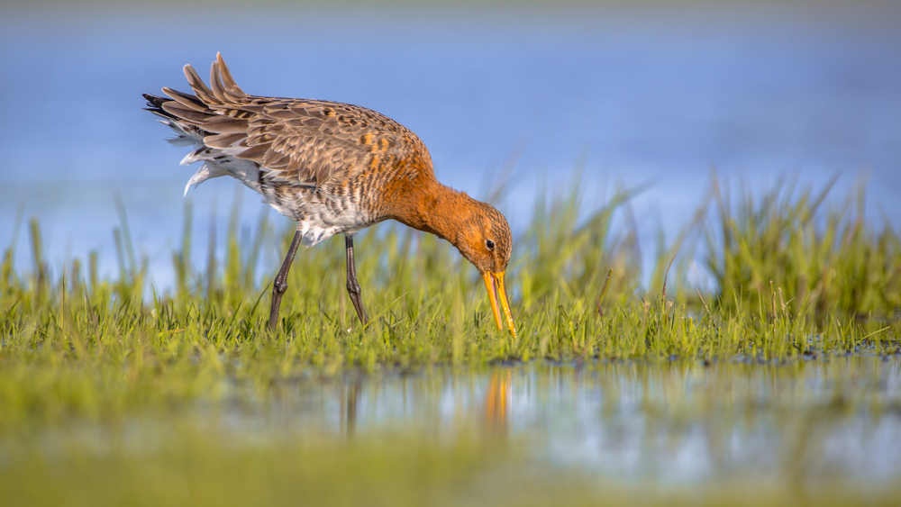 ACT group lays foundation for black-tailed godwit study from the Court of Audit