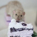 Muis eet van een stuk taart