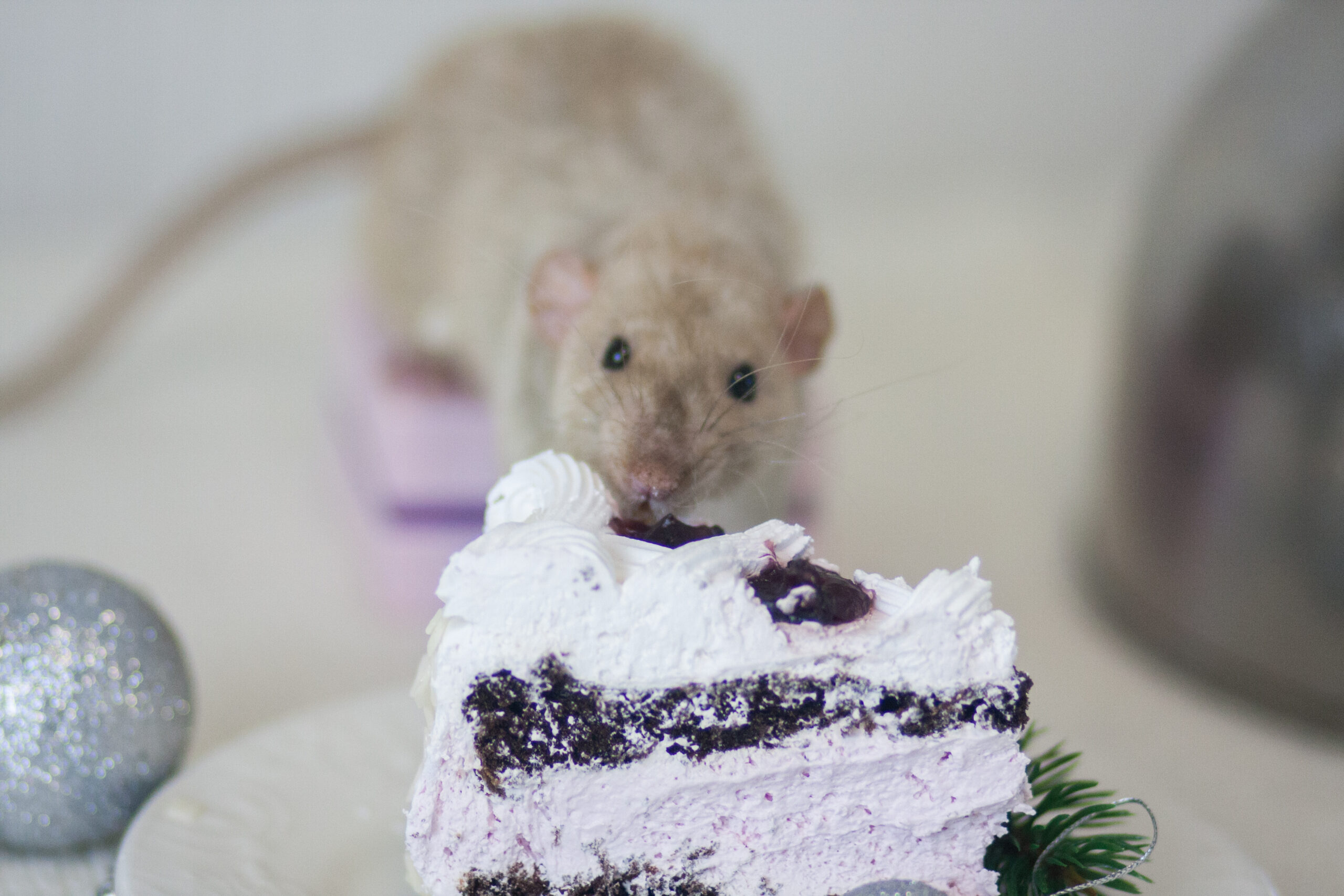 Muis eet van een stuk taart