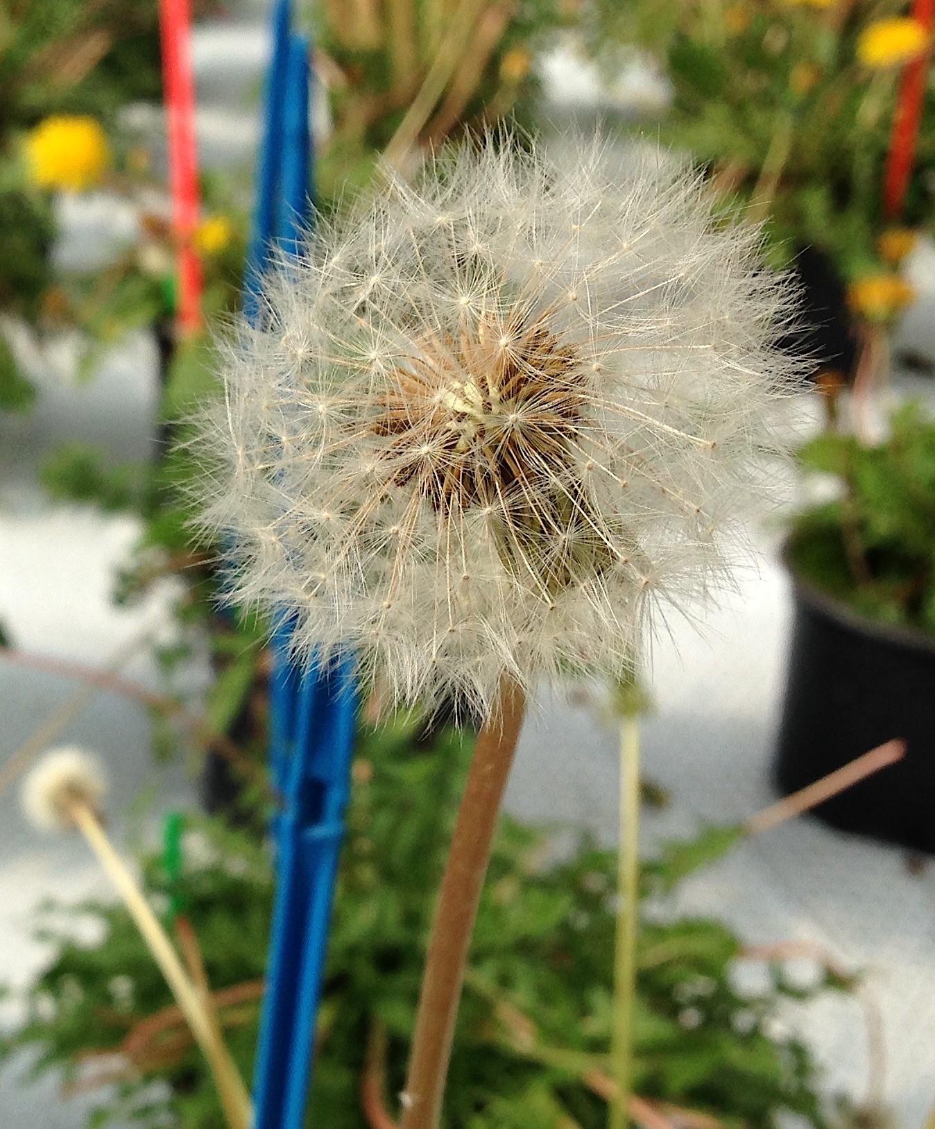 Crucial gene discovered in dandelion