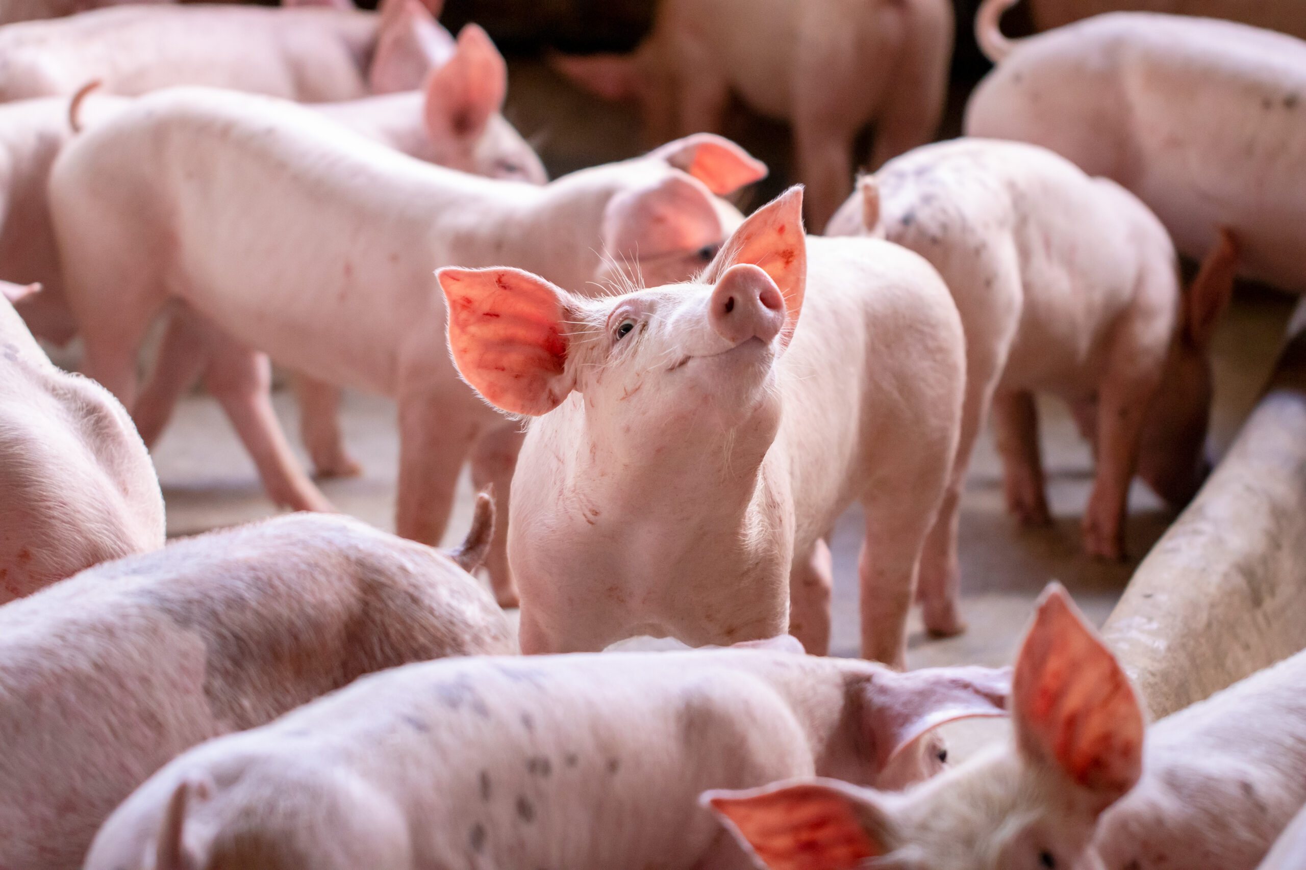 Probiotics increase piglets chances