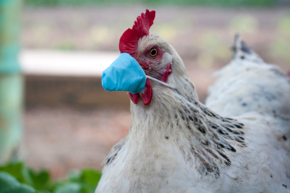 ‘Vaccinatie kippen verbetert dierenwelzijn’