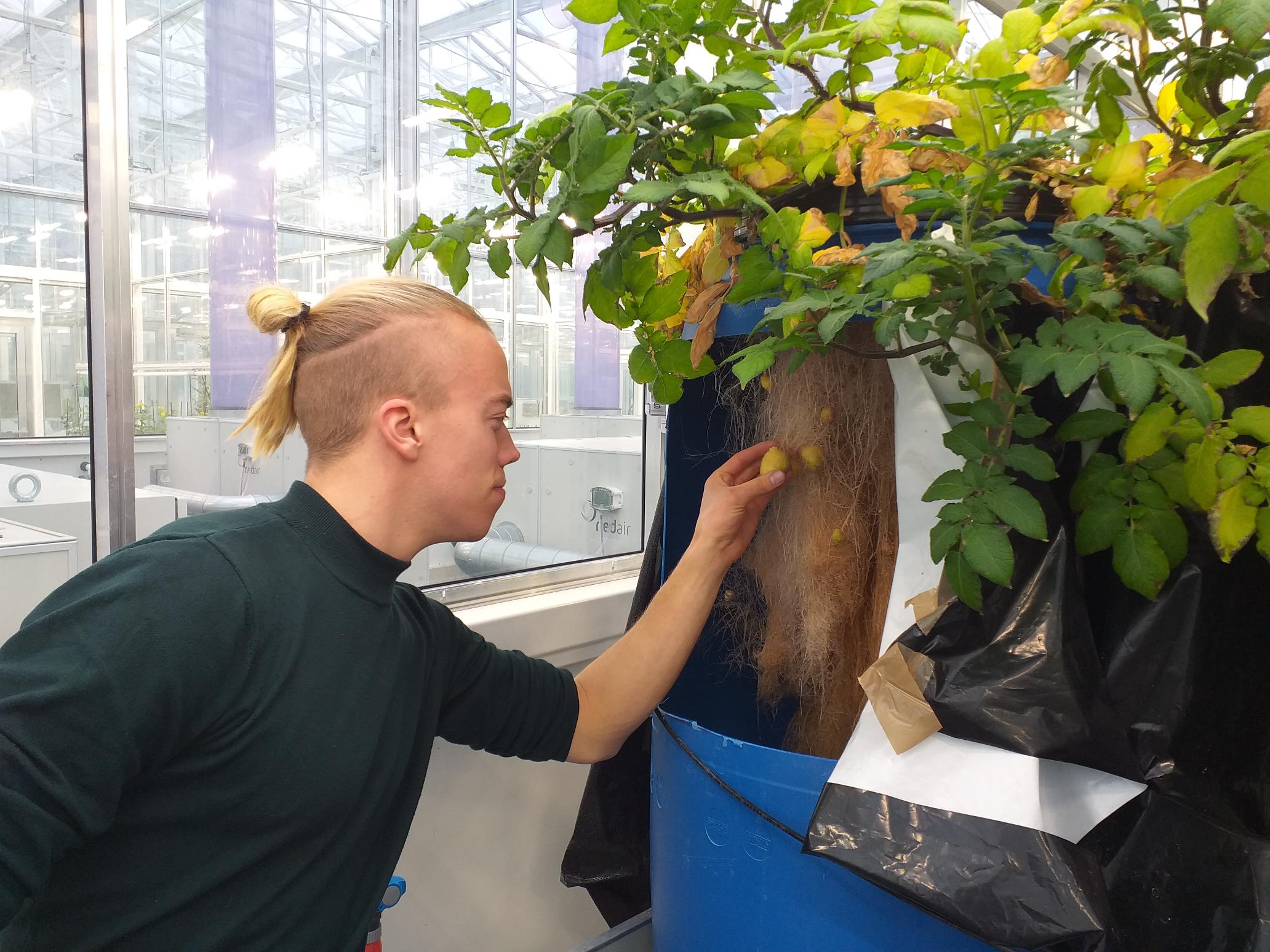 Aardappelen telen op mist