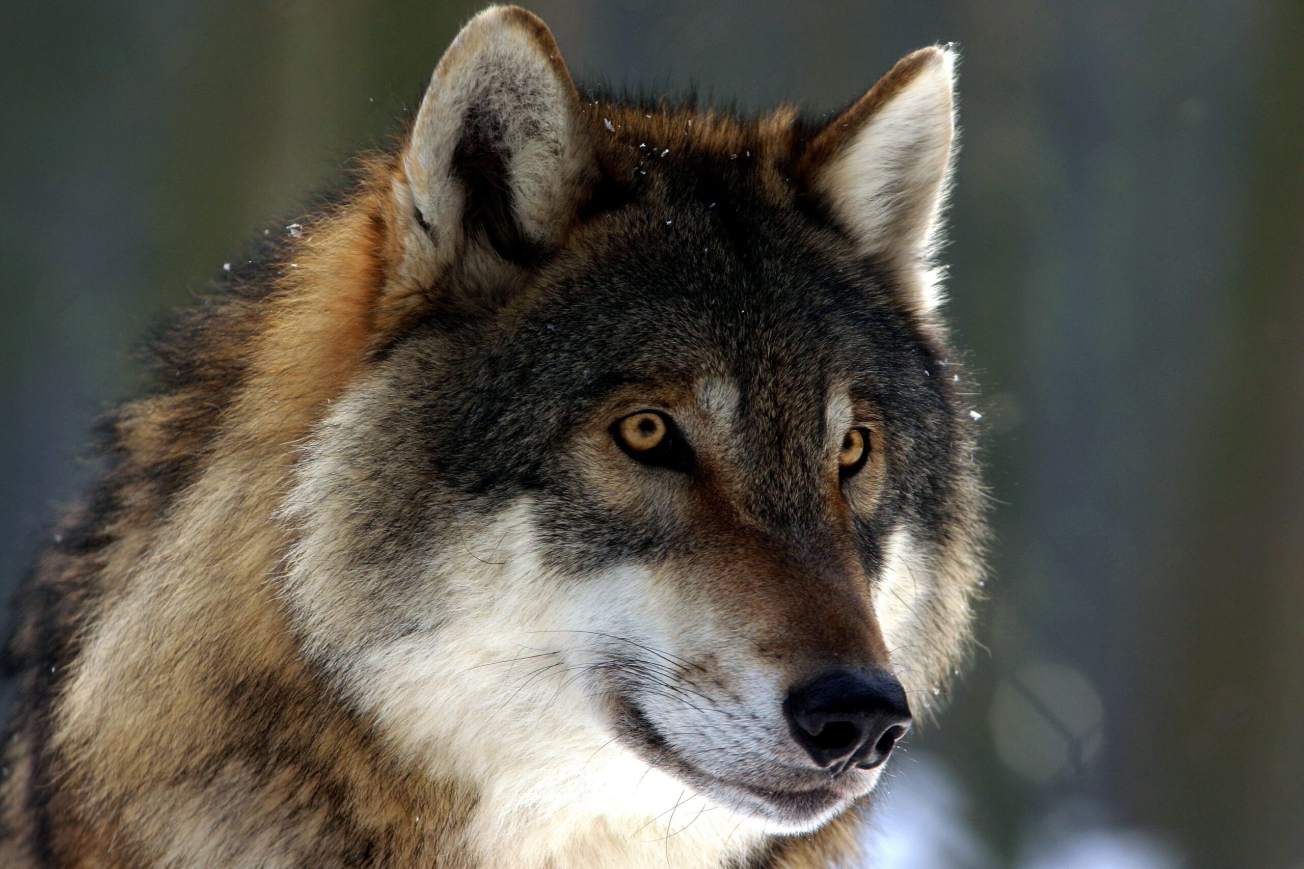 Maar kort bang voor de wolf