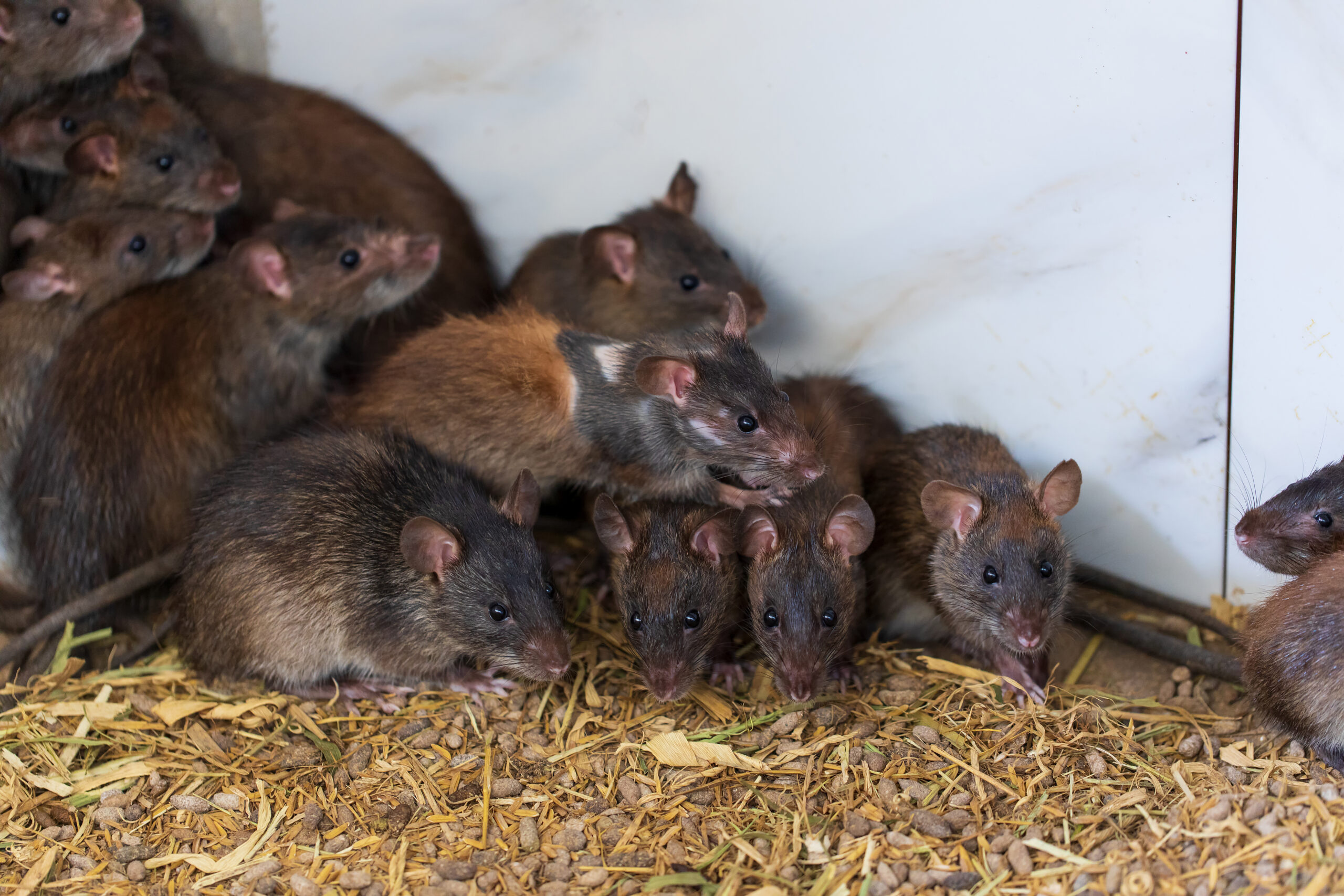 Effectief, maar met ernstig ongerief: rattenval onderzocht