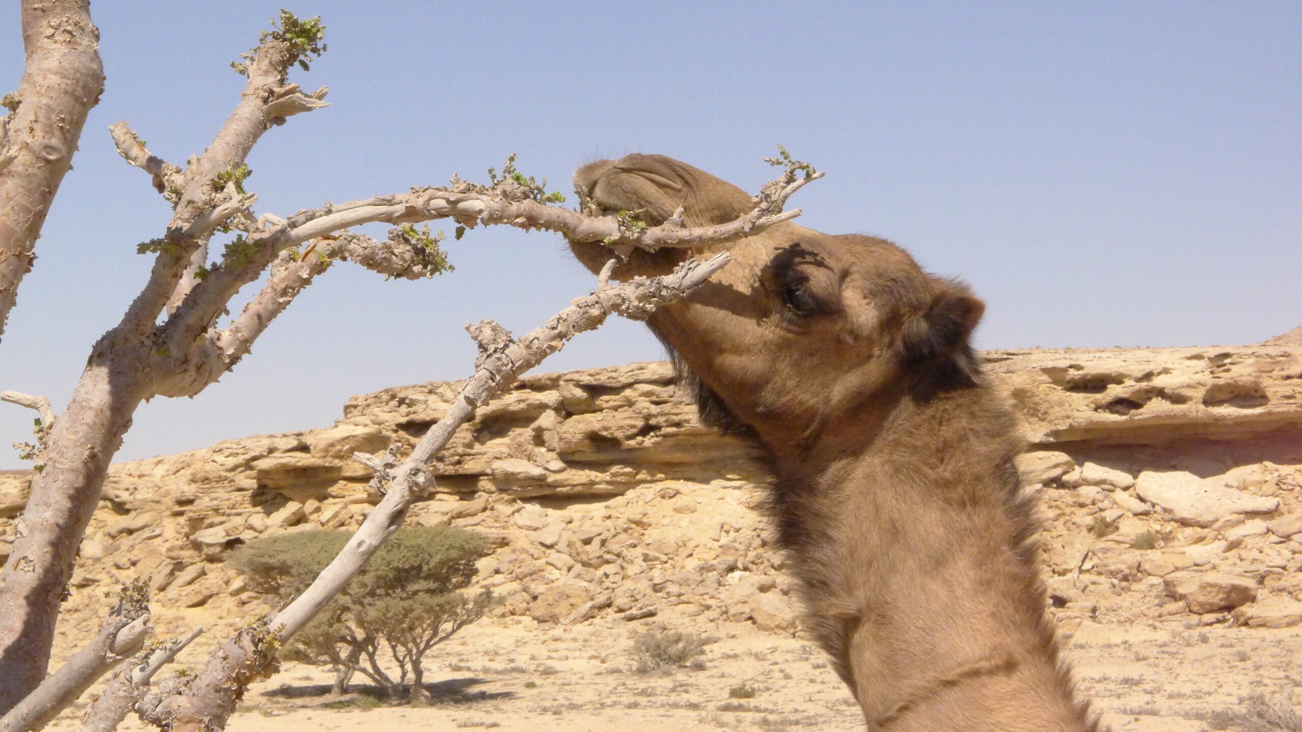 Wierookbomen Oman in kaart gebracht