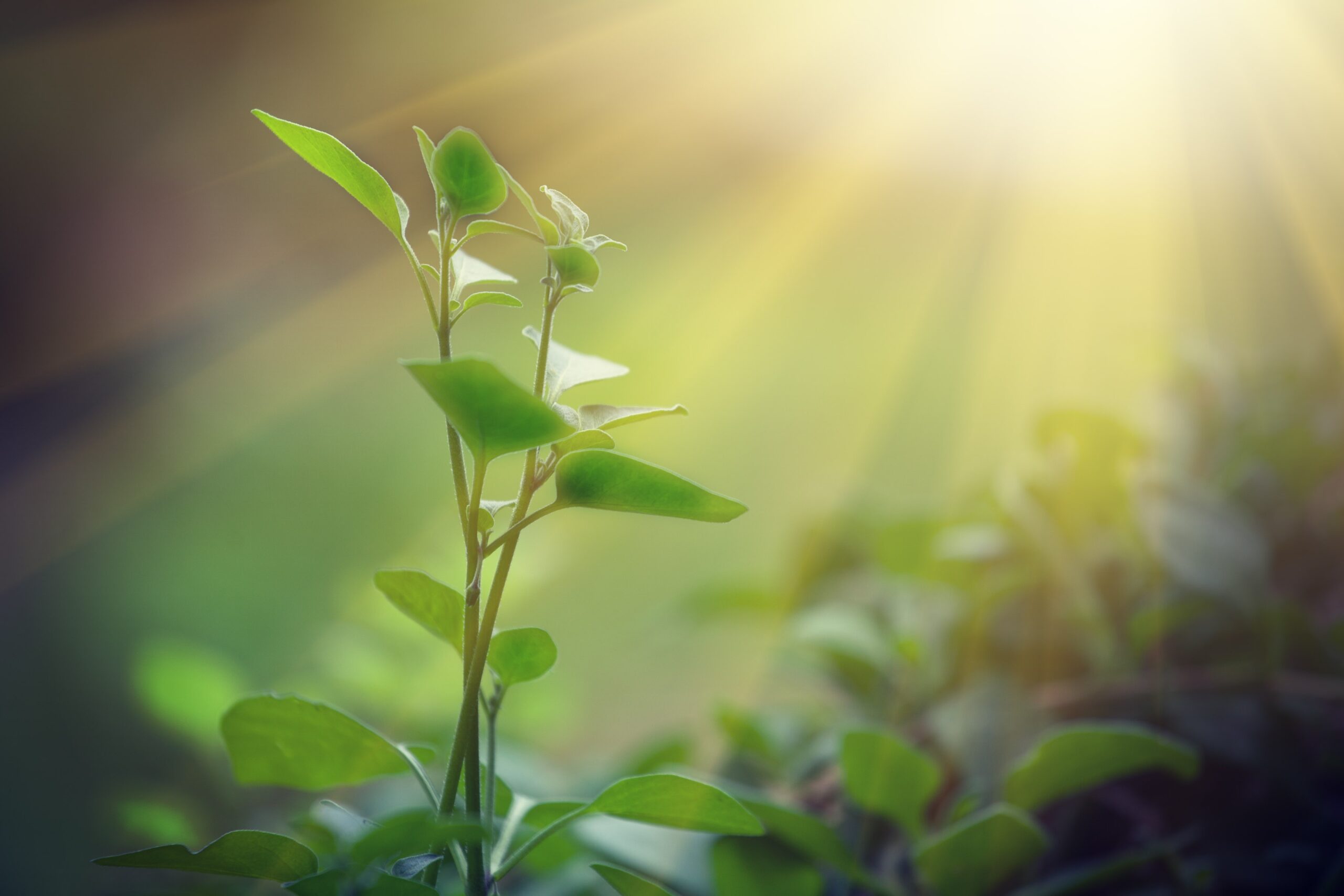 62 million for improved photosynthesis