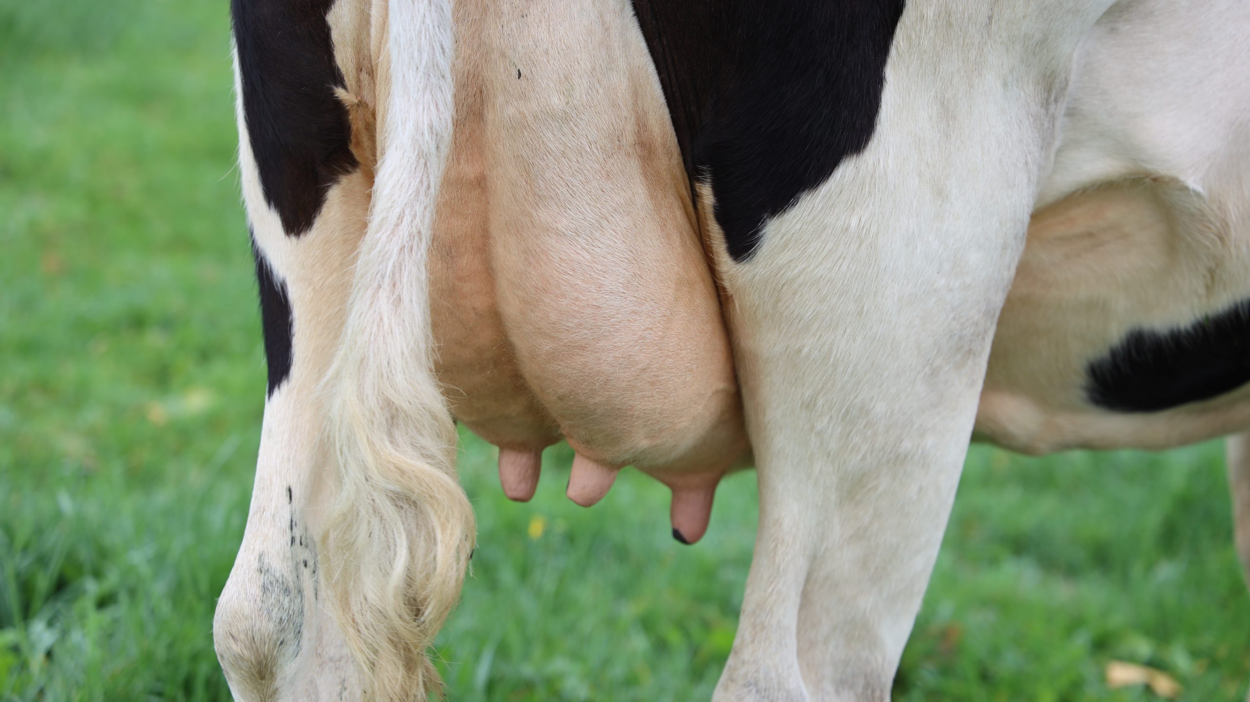 Dairy farming: lactation can be extended