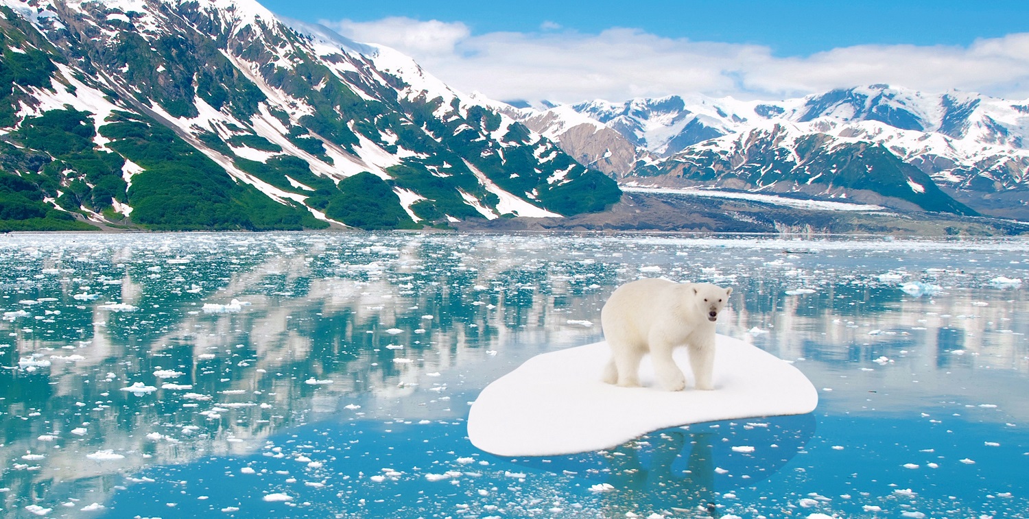 Pondering polar bears with teacher and author Koen Arts