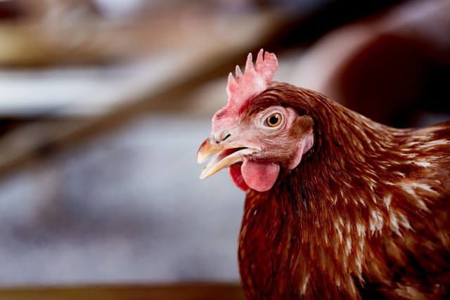 Avian influenza: infection spread between farms in Gelderland
