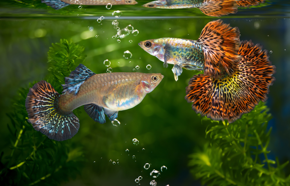 Pictures shop of guppies