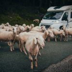 Schapen lopen voor een camper op de weg.