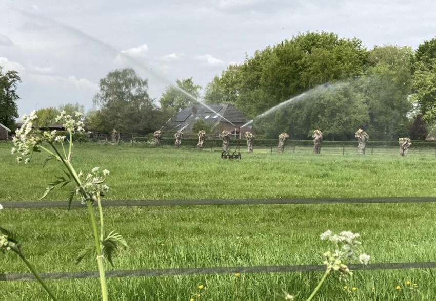 Bomen over droogte