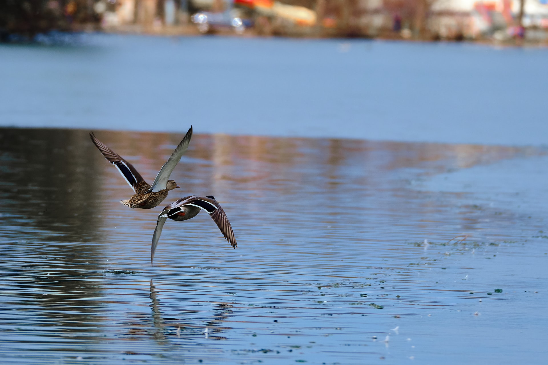 Verspreiding wilde vogels goede risico-indicator vogelgriep