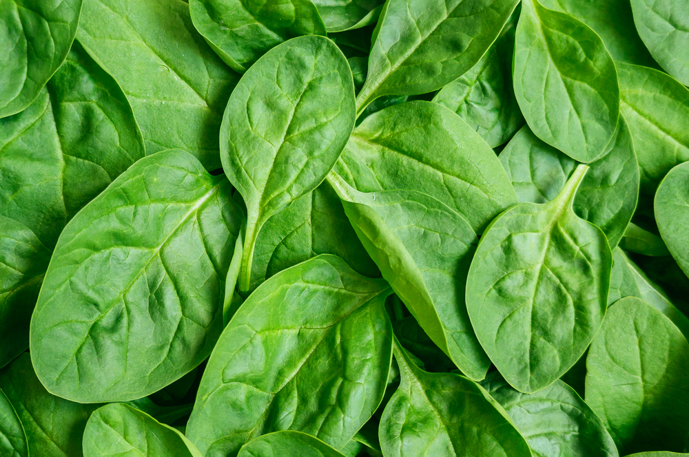 Seed maturity determines strength of spinach