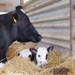 Cow and calf in straw bedding