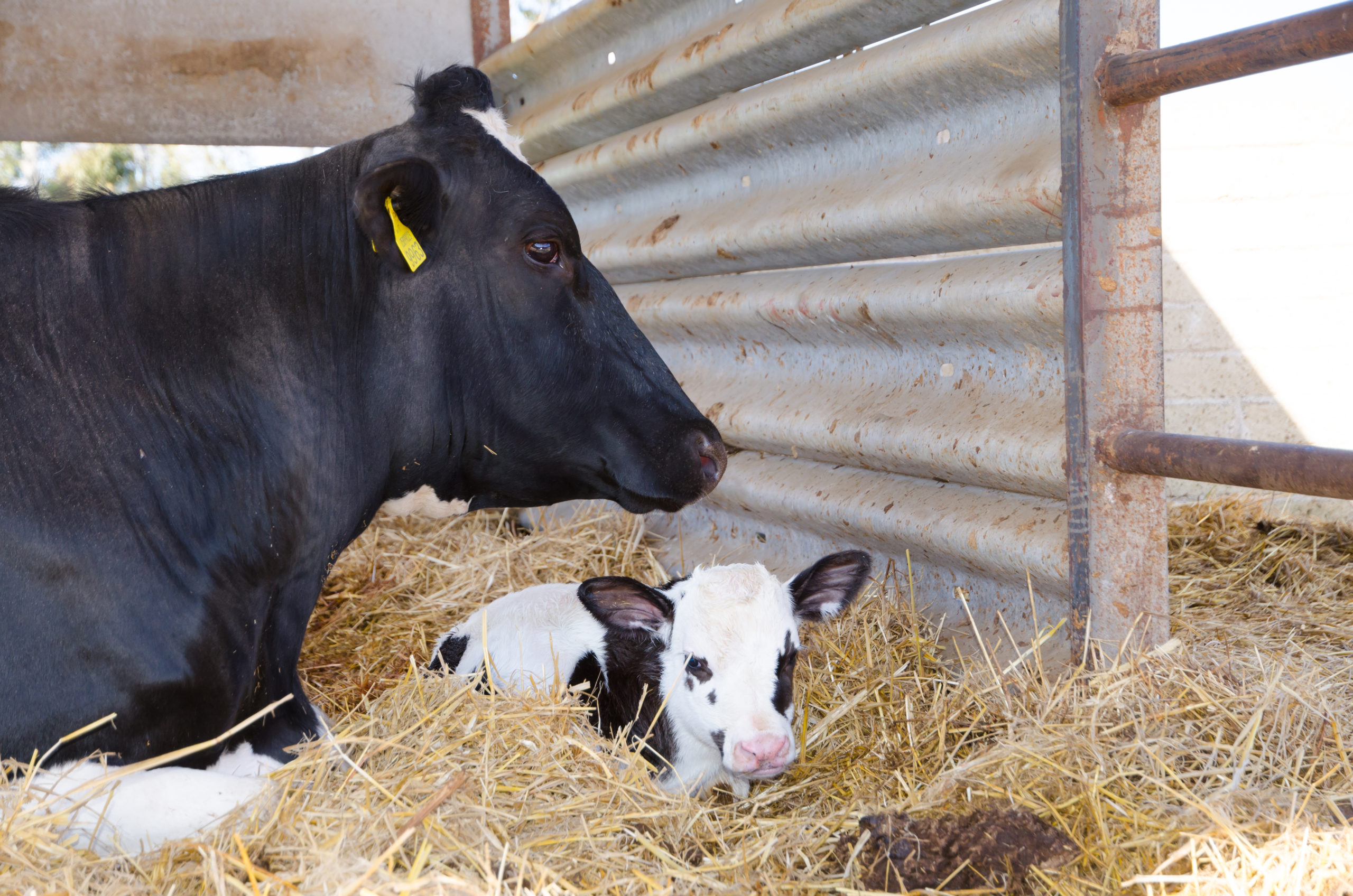 Contact matters for cow and calf