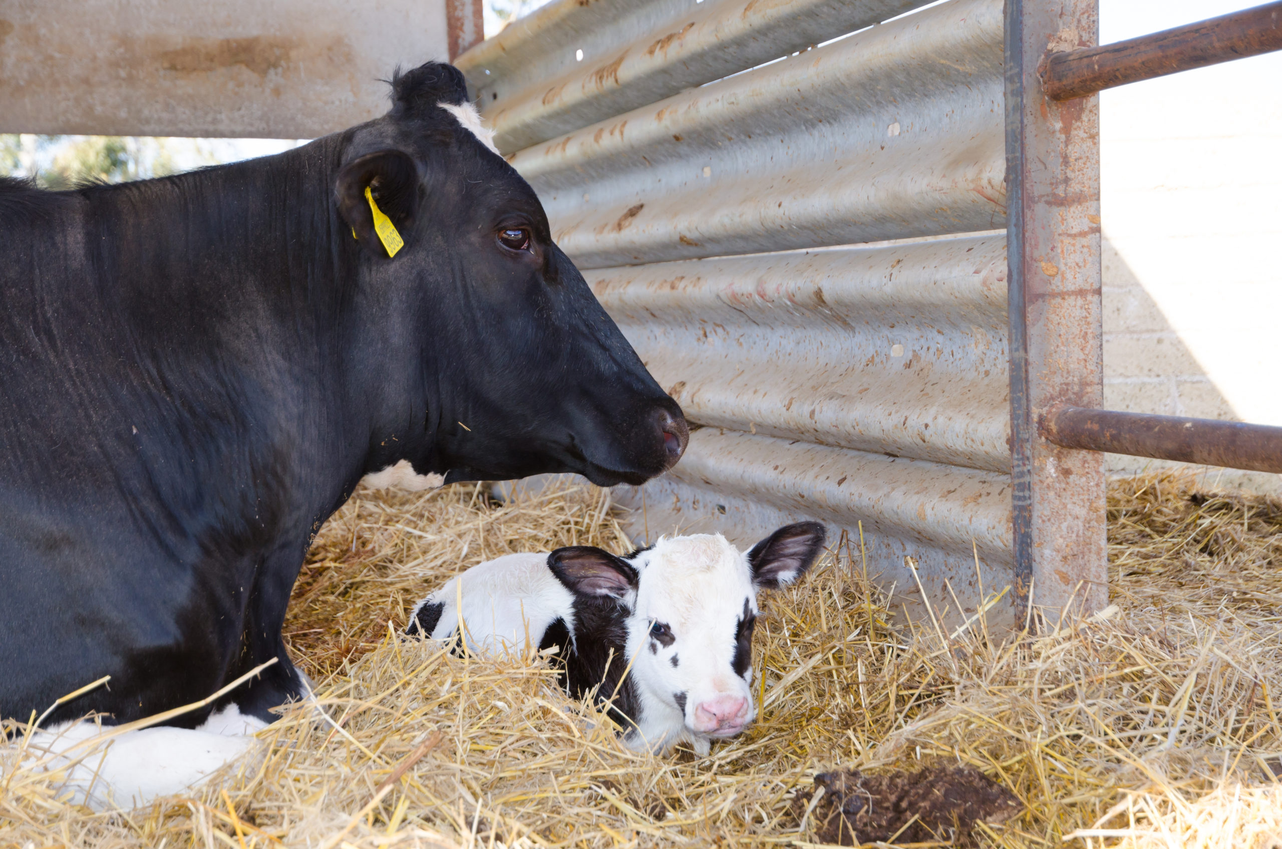 Cow and calf in straw bedding