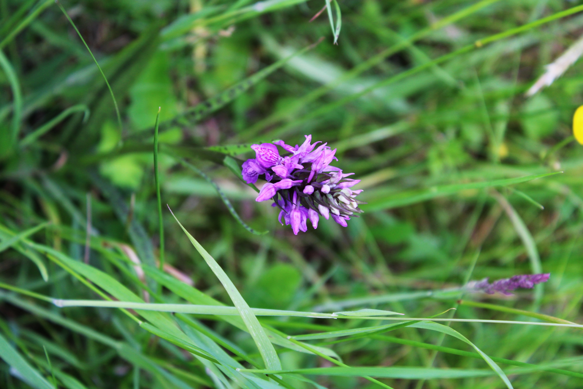 Series: Flower hunting – the southern marsh orchid