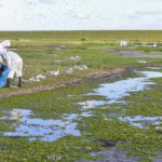 Het opruimen van dode sterns op Texel