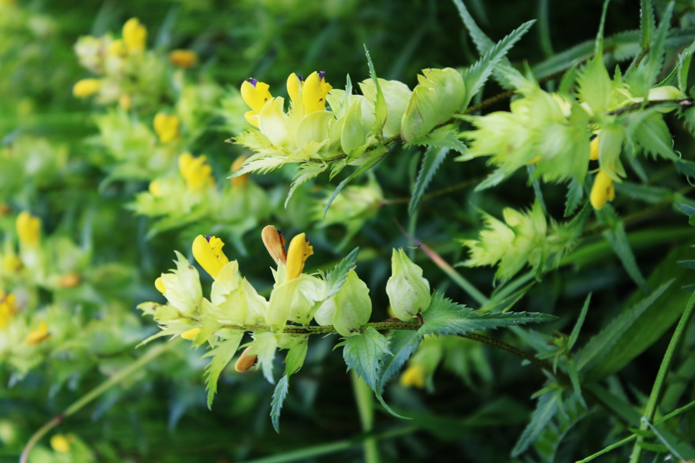 Series: Flower hunting – the greater yellow-rattle