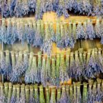 Drying lavender in the sun