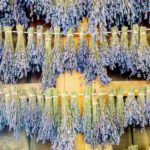 De zomerse geur van drogende bosjes lavendel