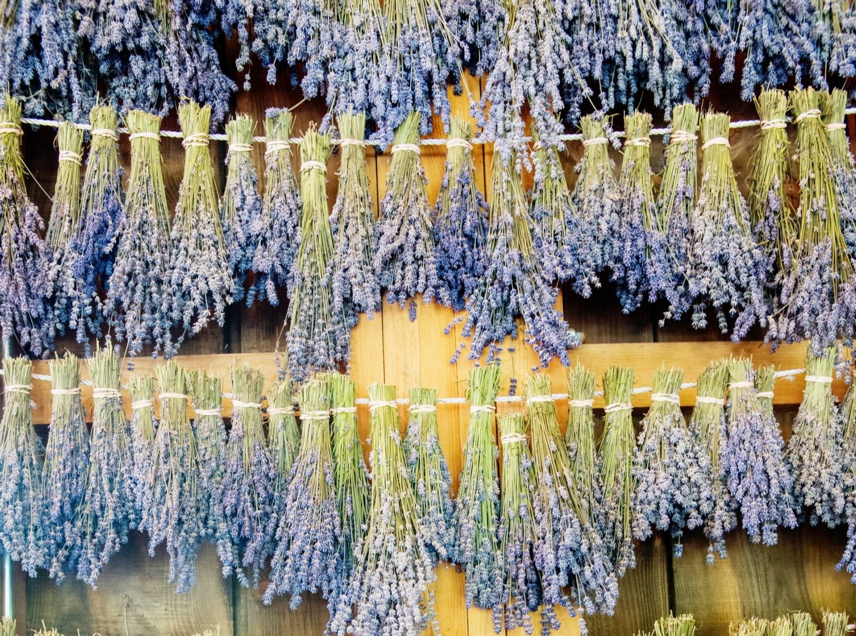 De zomerse geur van drogende bosjes lavendel
