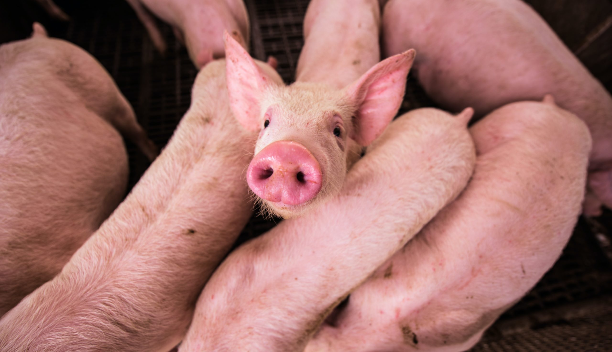 Lower resistance against antibiotics amongst farm animals