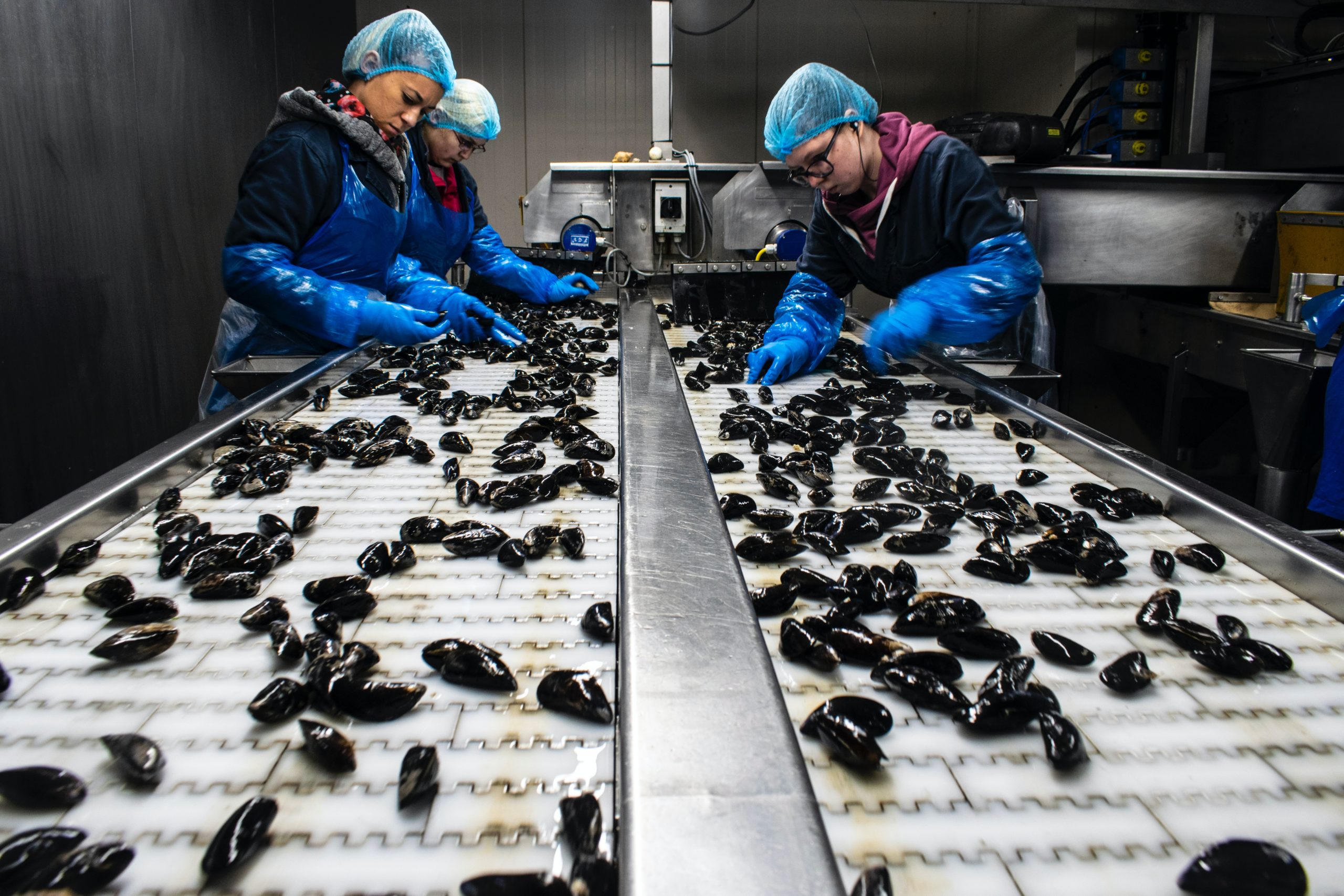 Behind the scenes: mussel season opened