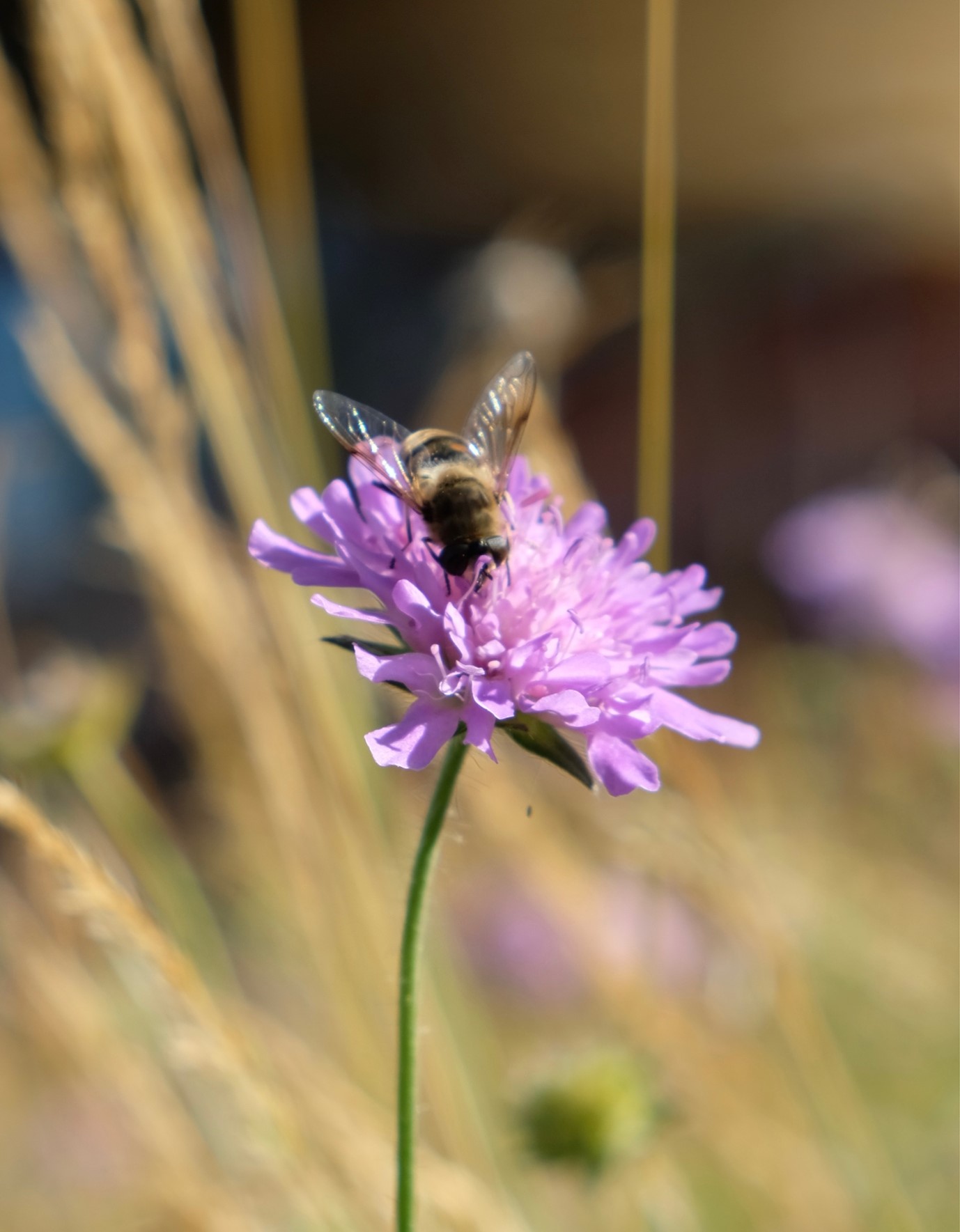 Series: Flower hunting – Field scabious