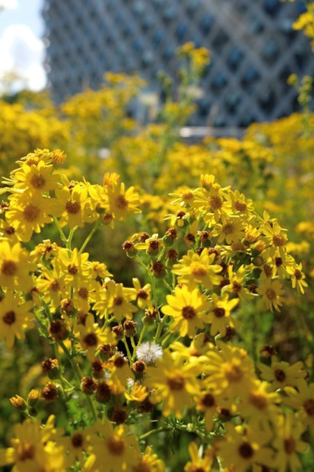 Series: Flower hunting – Ragwort