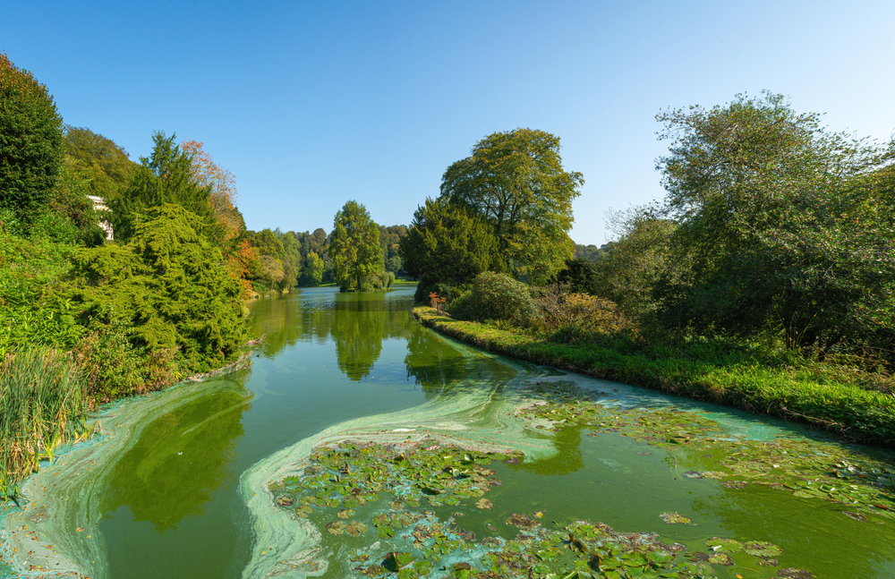 ‘Blauwalg is symptoom van voedselrijk water’