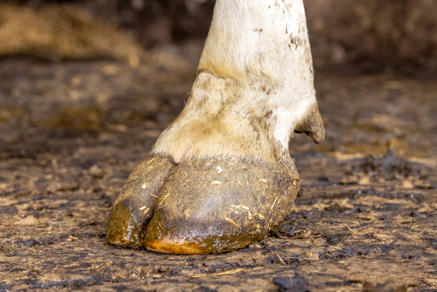 Council of State rejects assumptions for low-emission barn floors