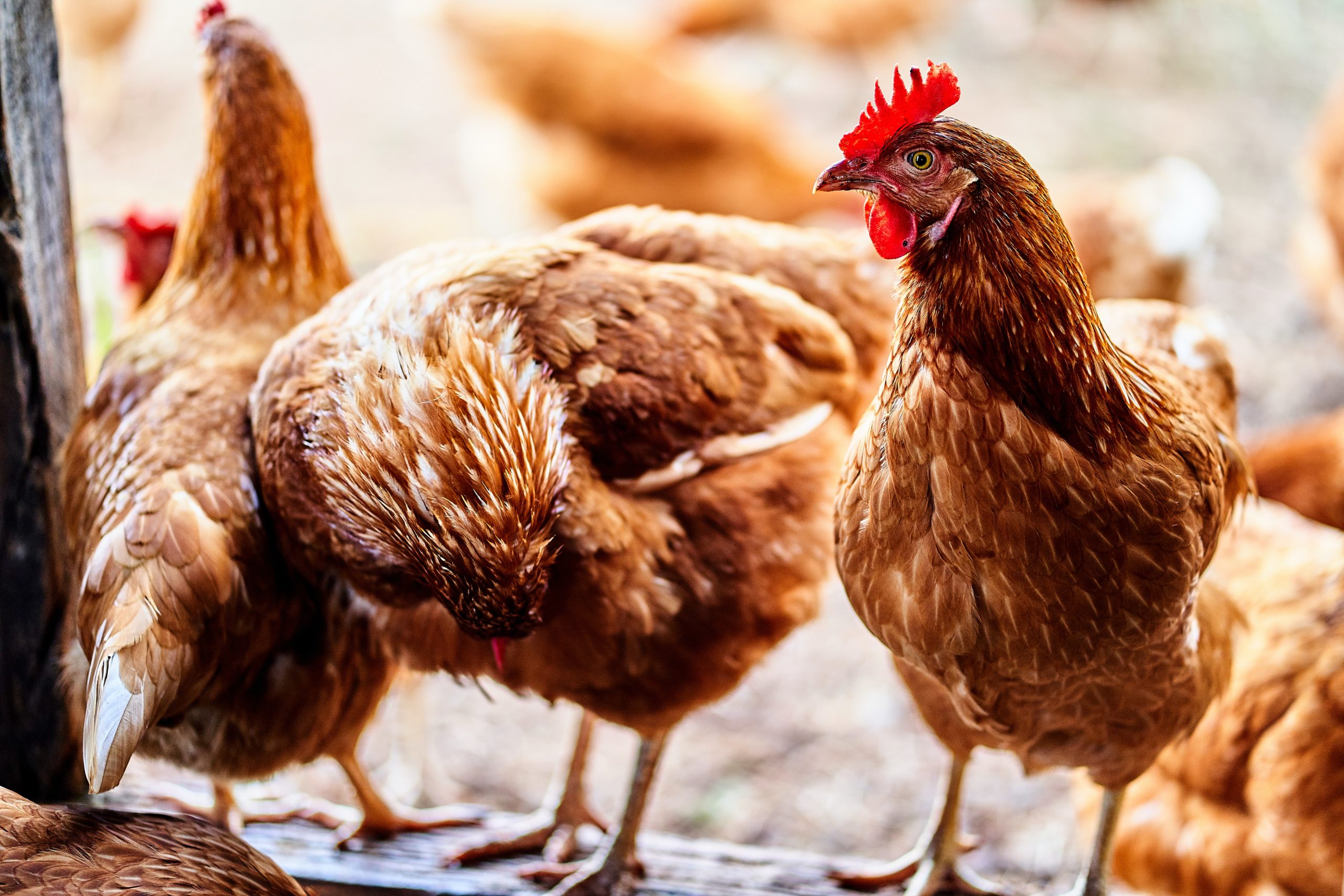 Bioveterinary Research to start vaccine tests for bird flu