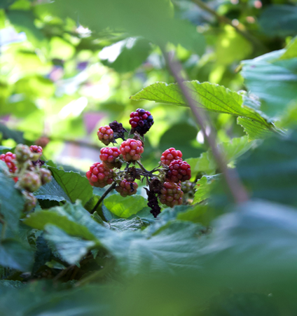 Series: Flower hunting –  Himalayan blackberry