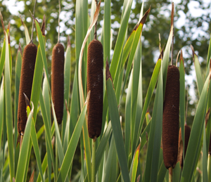 Series: Flower hunting – Broadleaf cattail