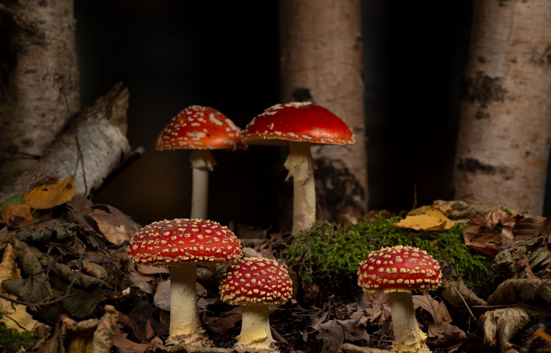 Zó schieten paddenstoelen de grond uit