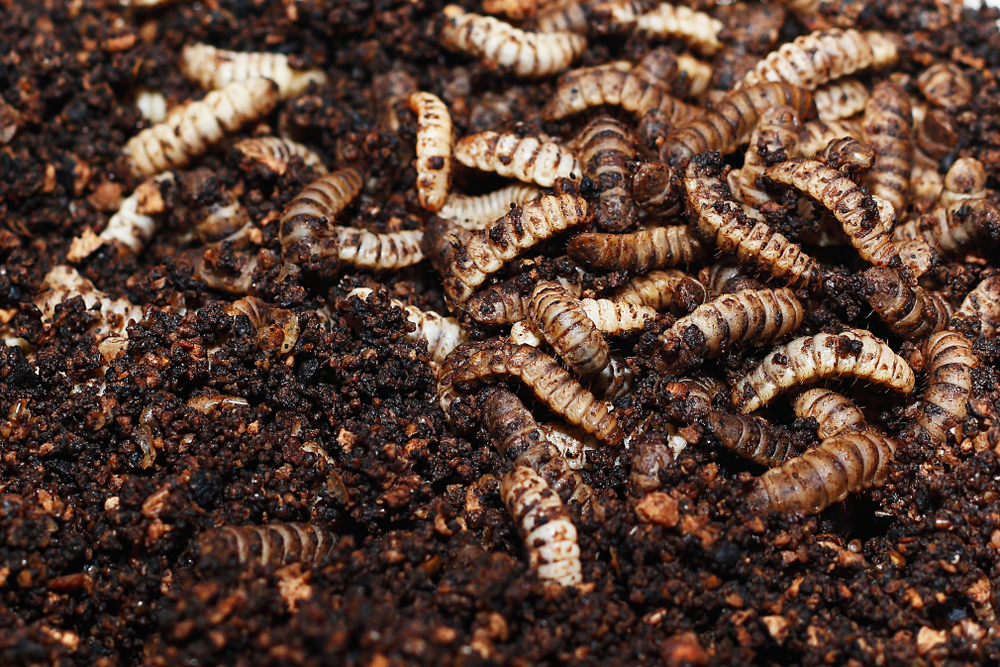 Gekweekte insecten passen in het voedselsysteem
