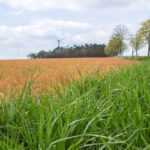 Oranje veld, glyfosaat