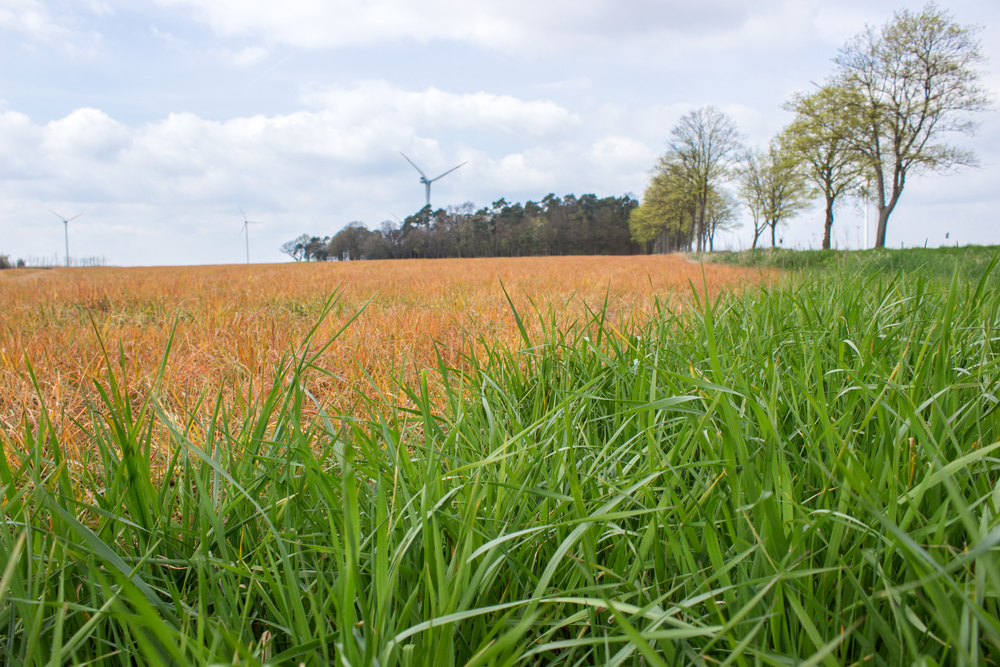 Oranje veld, glyfosaat