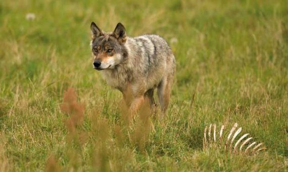 Roedel wolven dichtbij