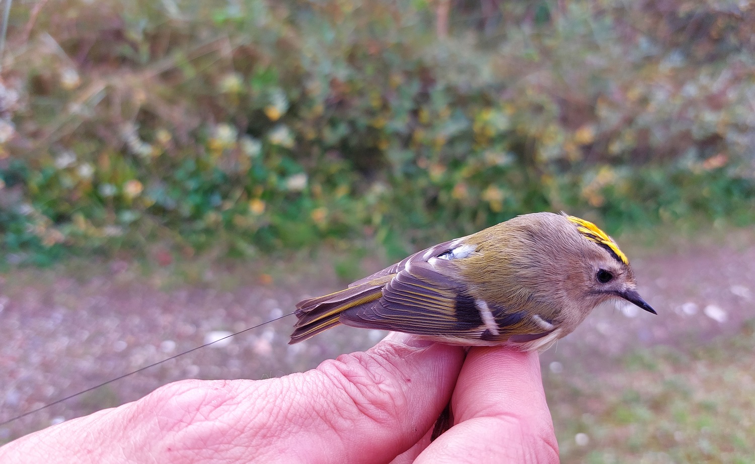 Goldcrest is as fast as the wind