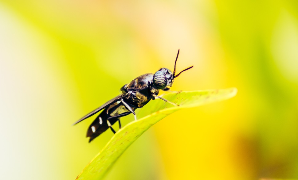 Insectenhuid verbetert de bodem