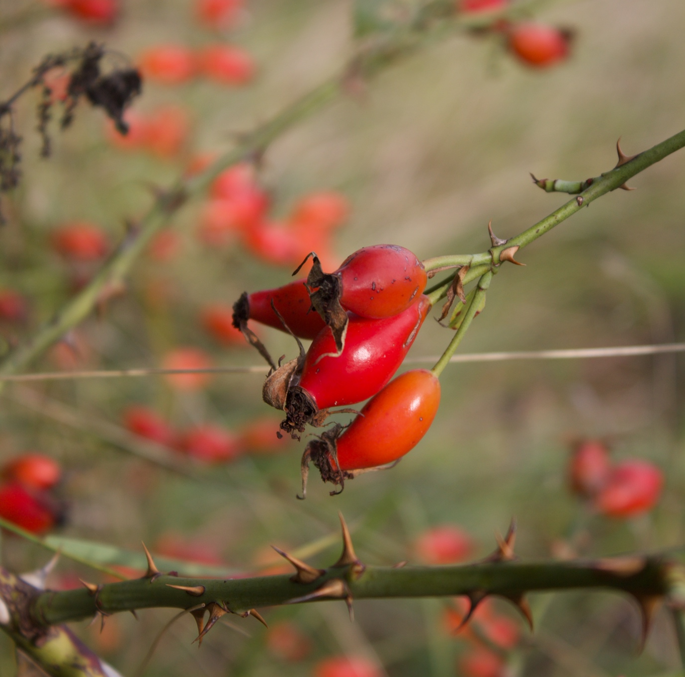 Series: Flower hunting – Dog rose